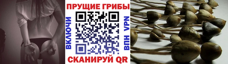 Галлюциногенные грибы Magic Shrooms Ессентуки